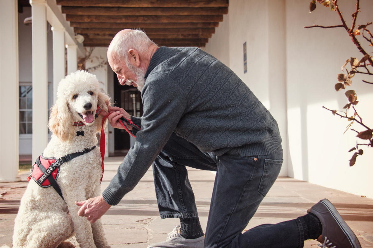 White poodle service dog with older man